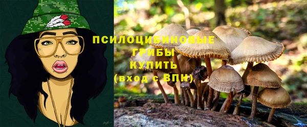 прущие грибы Мегион